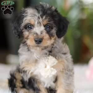 Jordan, Yorkie Poo Puppy